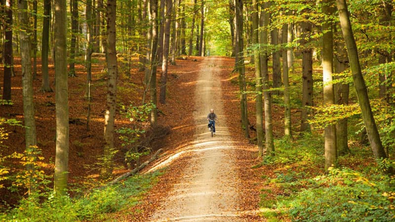 The forest of Soignes